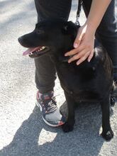 KATHY, Hund, Mischlingshund in Ungarn - Bild 5