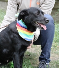 KATHY, Hund, Mischlingshund in Ungarn - Bild 6