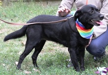 KATHY, Hund, Mischlingshund in Ungarn - Bild 7