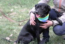 KATHY, Hund, Mischlingshund in Ungarn - Bild 9
