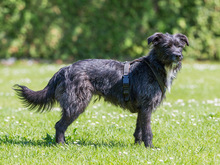 PIKAMARIE, Hund, Mischlingshund in Kroatien - Bild 3