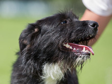 PIKAMARIE, Hund, Mischlingshund in Kroatien - Bild 4