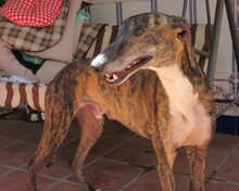 NARANJITO, Hund, Galgo Español in Spanien - Bild 1