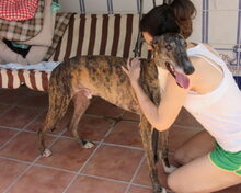 NARANJITO, Hund, Galgo Español in Spanien - Bild 5