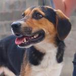 SARI, Hund, Mischlingshund in Ungarn - Bild 3
