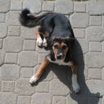 SARI, Hund, Mischlingshund in Ungarn - Bild 4