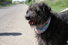 KORMOS, Hund, Mischlingshund in Ungarn - Bild 10