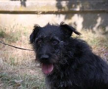 KORMOS, Hund, Mischlingshund in Ungarn - Bild 3