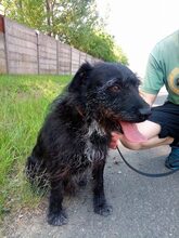 KORMOS, Hund, Mischlingshund in Ungarn - Bild 4