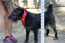 KORMOS, Hund, Mischlingshund in Ungarn - Bild 5