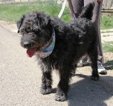 KORMOS, Hund, Mischlingshund in Ungarn - Bild 9
