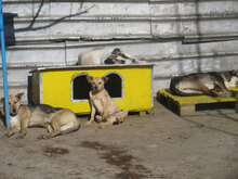 TOMMY, Hund, Mischlingshund in Lengerich - Bild 10