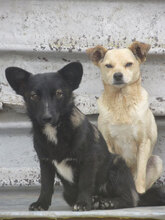 TOMMY, Hund, Mischlingshund in Lengerich - Bild 2