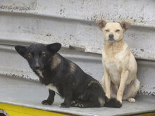 TOMMY, Hund, Mischlingshund in Lengerich - Bild 3