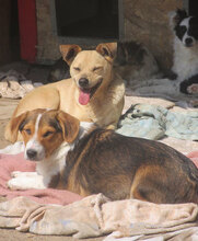 TOMMY, Hund, Mischlingshund in Lengerich - Bild 6