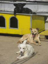 TOMMY, Hund, Mischlingshund in Lengerich - Bild 7