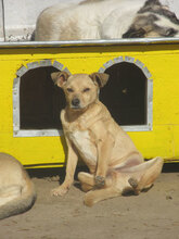 TOMMY, Hund, Mischlingshund in Lengerich - Bild 8