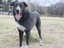 TOM, Hund, Mischlingshund in Spanien - Bild 4