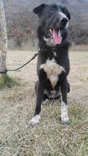 TOM, Hund, Mischlingshund in Spanien - Bild 5
