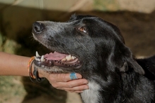 TOM, Hund, Mischlingshund in Spanien - Bild 6