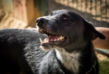 TOM, Hund, Mischlingshund in Spanien - Bild 8