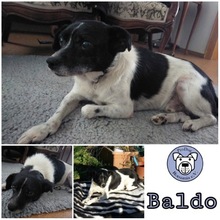 BALDO, Hund, Mischlingshund in Schönau - Bild 1