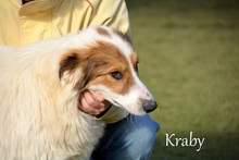 KRABY, Hund, Collie-Mix in Spanien - Bild 18
