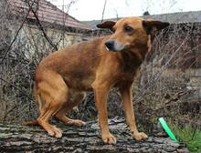 SUNSHINE, Hund, Mischlingshund in Eldingen - Bild 10