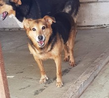 GINA, Hund, Deutscher Schäferhund-Mix in Rumänien - Bild 9