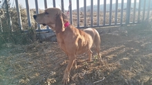 MARQUES, Hund, Jagdhund in Spanien - Bild 2