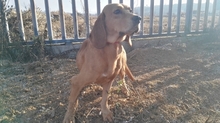 MARQUES, Hund, Jagdhund in Spanien - Bild 5