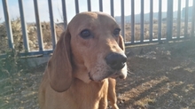 MARQUES, Hund, Jagdhund in Spanien - Bild 6