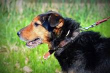 SZOTYI, Hund, Mischlingshund in Ungarn - Bild 1