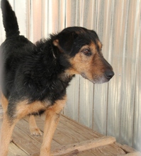 SZOTYI, Hund, Mischlingshund in Ungarn - Bild 2