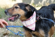 SZOTYI, Hund, Mischlingshund in Ungarn - Bild 4