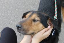 SZOTYI, Hund, Mischlingshund in Ungarn - Bild 5