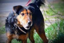 SZOTYI, Hund, Mischlingshund in Ungarn - Bild 8