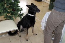 DIDI, Hund, Mischlingshund in Rumänien - Bild 11