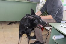 DIDI, Hund, Mischlingshund in Rumänien - Bild 12