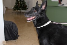 DIDI, Hund, Mischlingshund in Rumänien - Bild 13