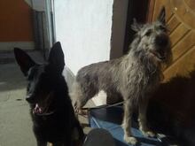 DIDI, Hund, Mischlingshund in Rumänien - Bild 15