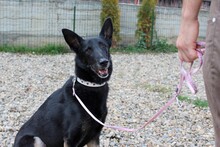 DIDI, Hund, Mischlingshund in Rumänien - Bild 18