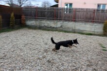 DIDI, Hund, Mischlingshund in Rumänien - Bild 19