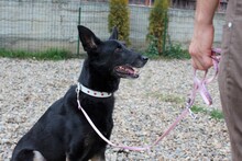 DIDI, Hund, Mischlingshund in Rumänien - Bild 2