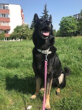 DIDI, Hund, Mischlingshund in Rumänien - Bild 20