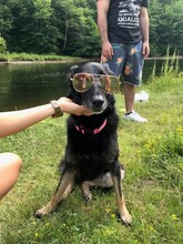 DIDI, Hund, Mischlingshund in Rumänien - Bild 21