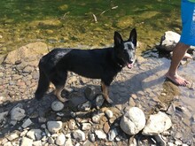 DIDI, Hund, Mischlingshund in Rumänien - Bild 25