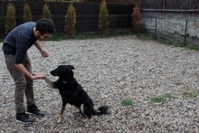 DIDI, Hund, Mischlingshund in Rumänien - Bild 3