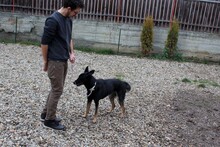 DIDI, Hund, Mischlingshund in Rumänien - Bild 5