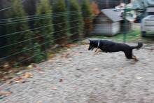 DIDI, Hund, Mischlingshund in Rumänien - Bild 6